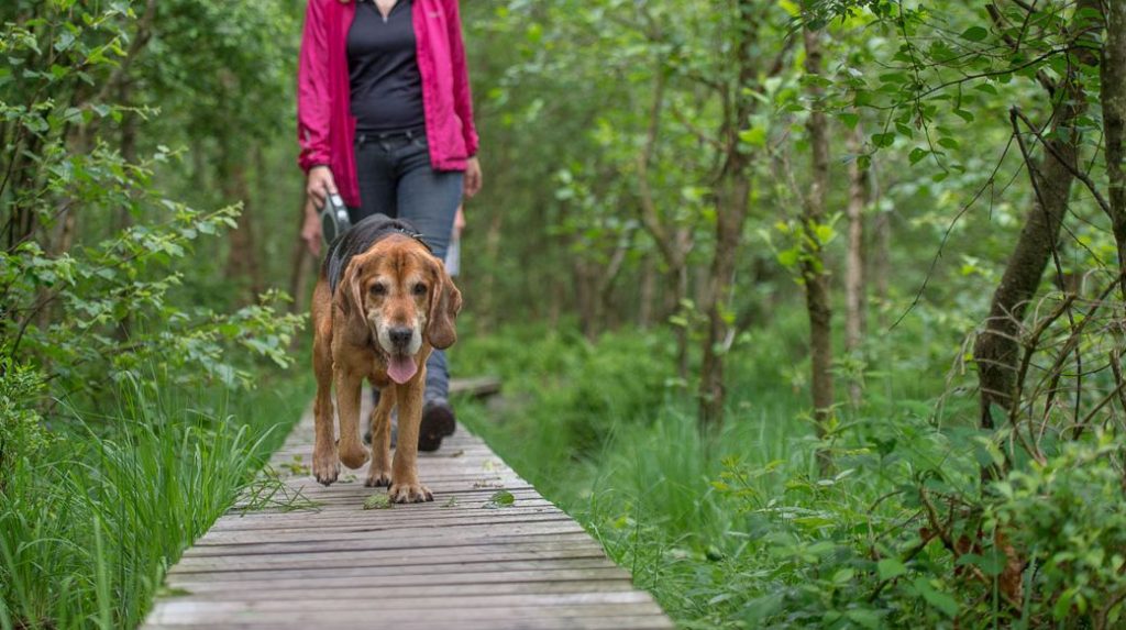 Emmener Son Chien En Balade Refuge Arpa Com Le Blog Des Animaux